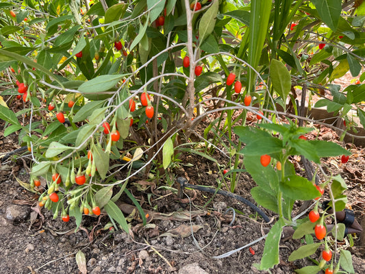 Fresh Oraganic Goji Berries (fruiting now)