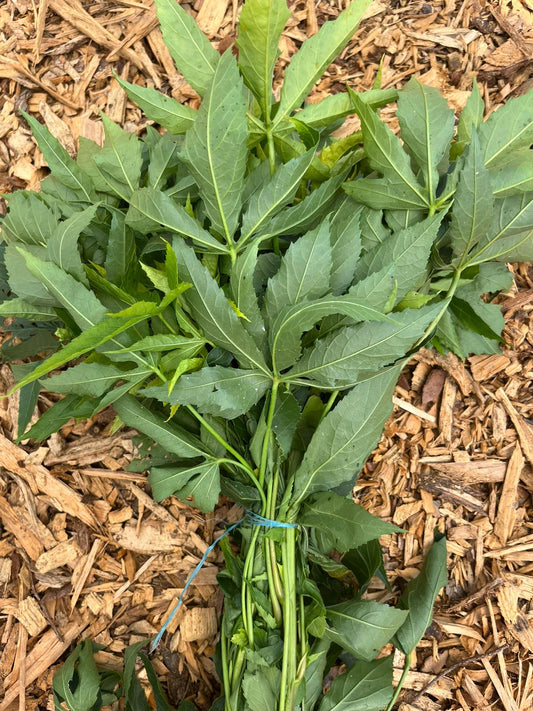 Fresh Gongura