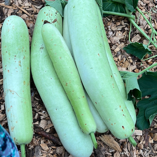 Fresh small Sorakaya